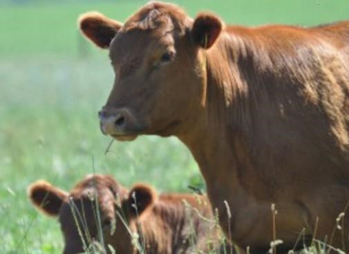 Five-year Grass-fed Beef Research Findings Now Available